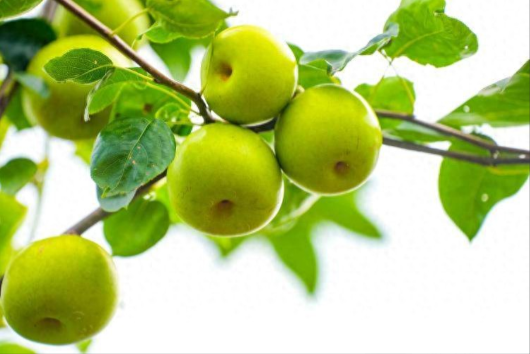 汁甜肉脆！重庆渝北大湾镇优质鲜梨“甜蜜”上市